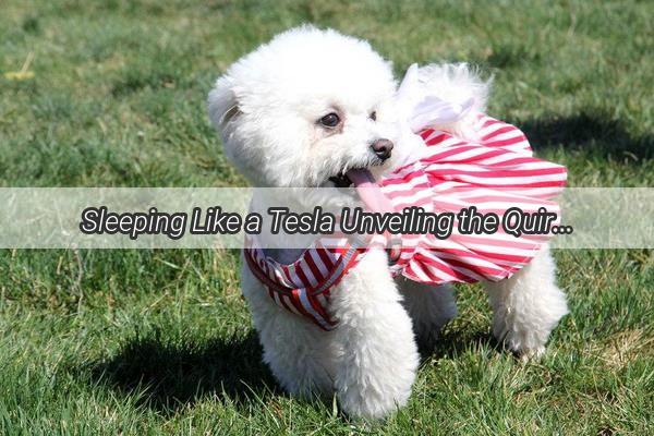 Sleeping Like a Tesla Unveiling the Quirky Nap Pose of a Beloved Canine Companion